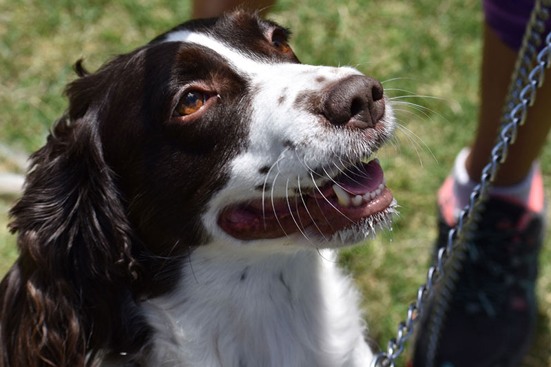 Meet Bella, a loveable  springer spaniel