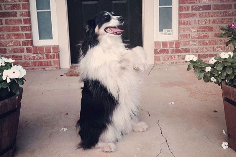 Charlotte loves doing tricks for dog treats