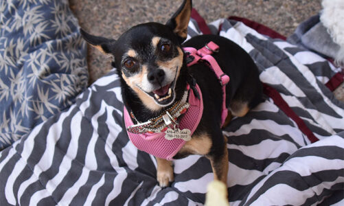 FCIA event draws animal-lovers