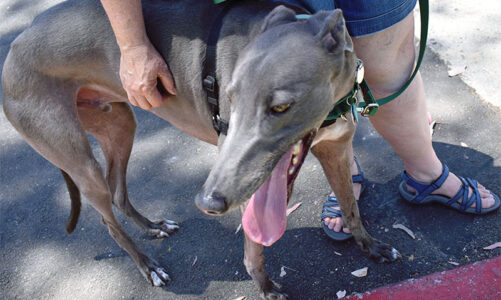 Ballast Point hosts ‘Barks and Brews’