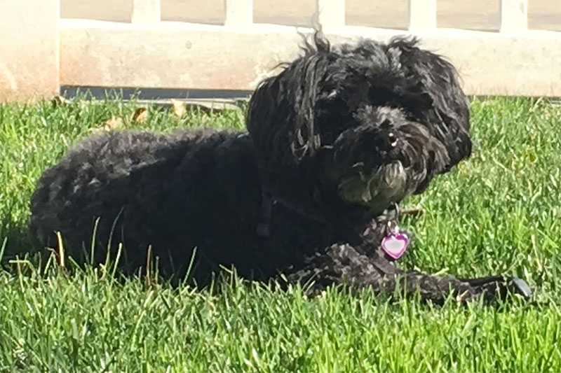 Juliet the schnoodle brings joy and happiness