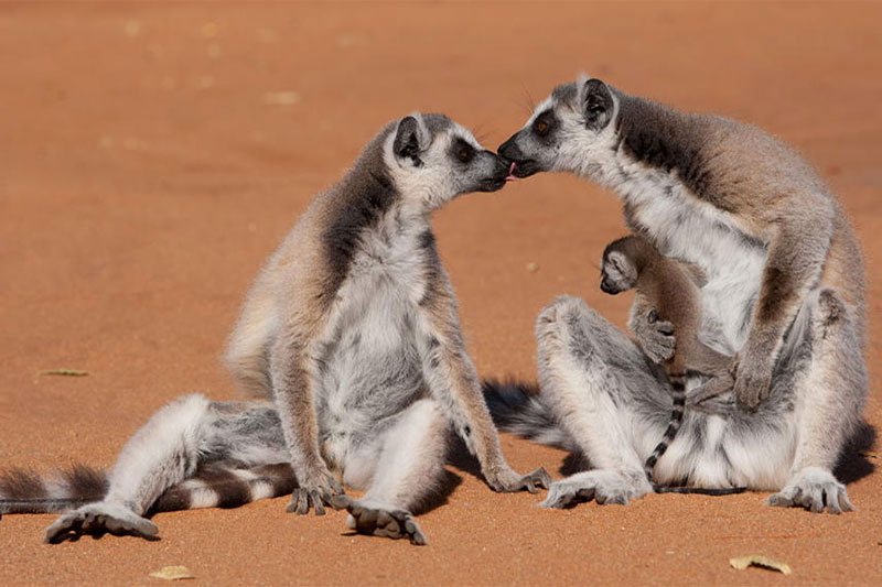 The Fleet presents “Island of Lemurs”