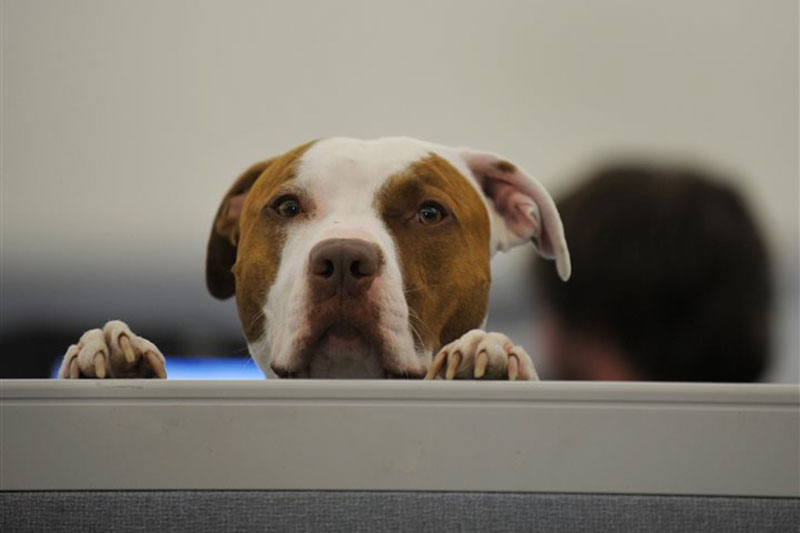 Finding benefits to pet-friendly workplaces