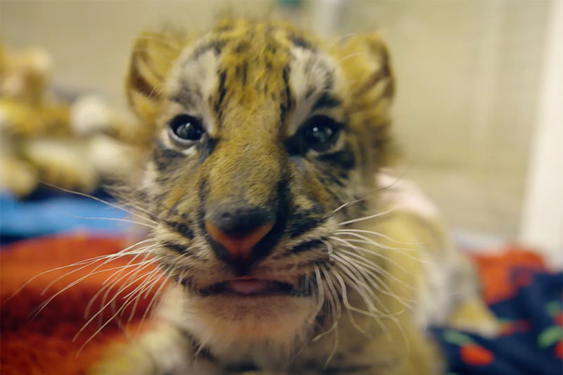 An extra dose of cuteness