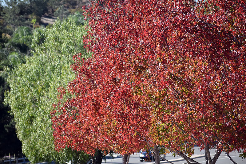 Fall colors in Scripps Ranch