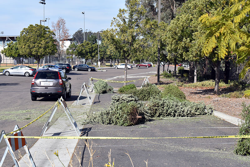 Christmas tree recycling begins