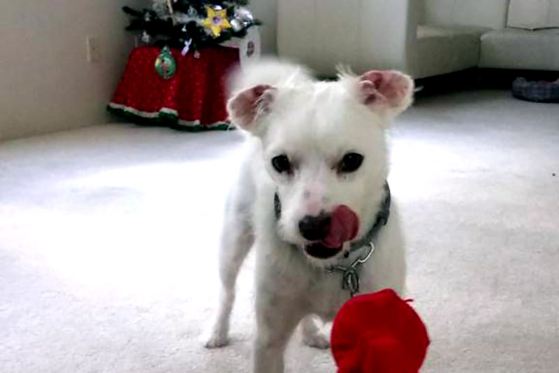 Snow-white terrier mix