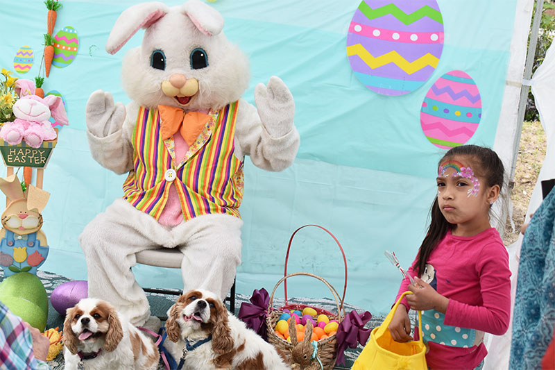 Big Bunny at the Market