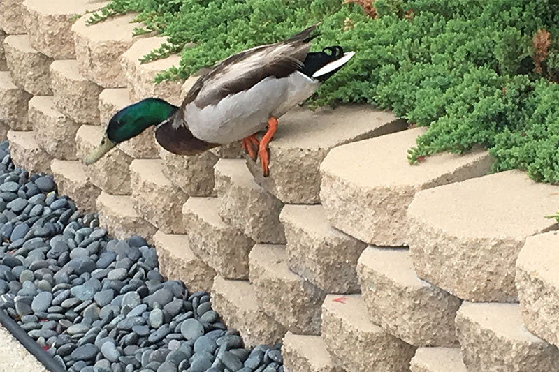 Mallard ducks seen quacking up