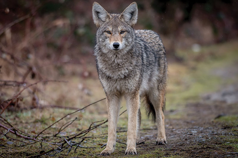 Local wildlife: abundant and active