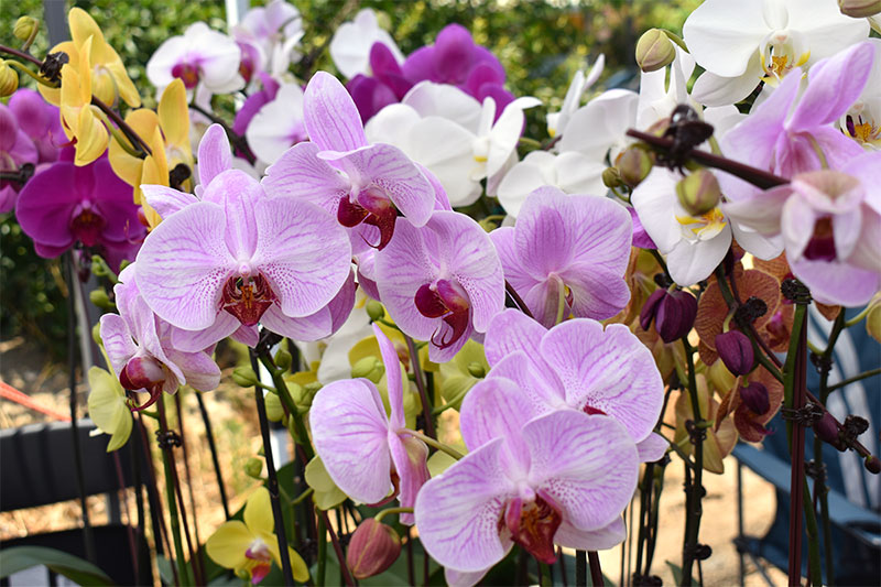 Relax among orchids and Zen gardens