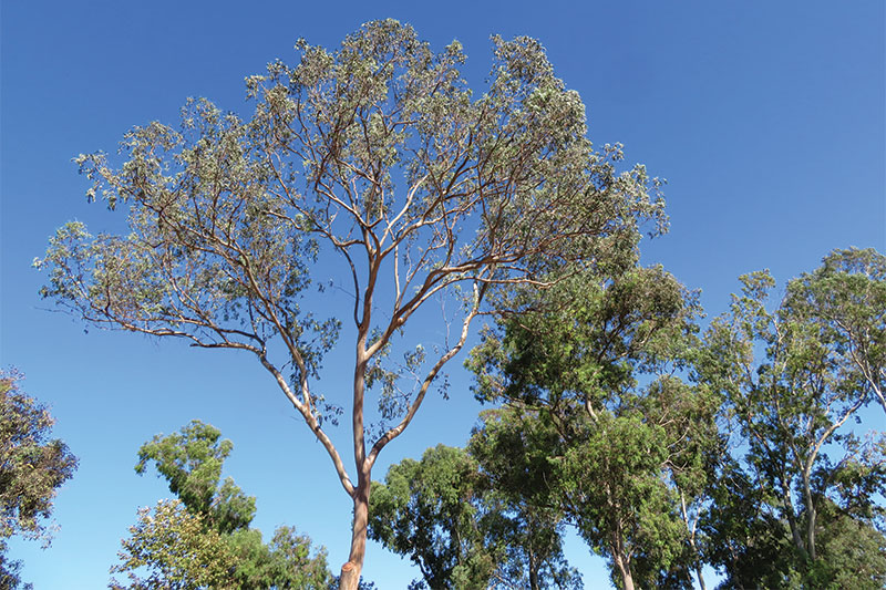 The eucalyptus: our signature tree