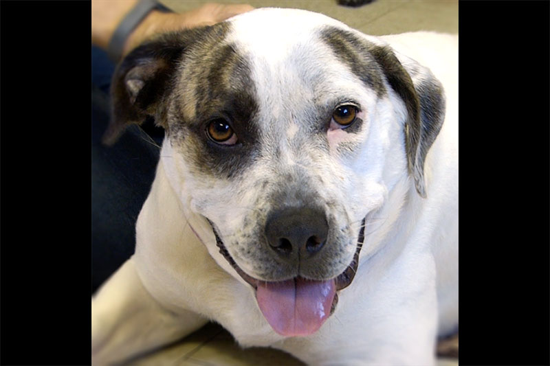 Pet of the Week: Casper