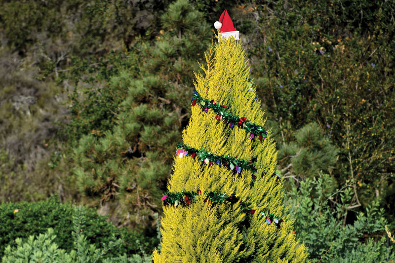 HOLIDAY EVENTS