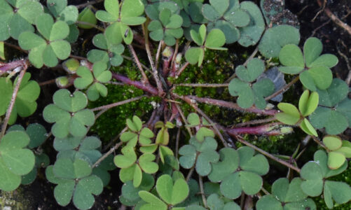 Celebrate St. Pat’s Day in Scripps Ranch