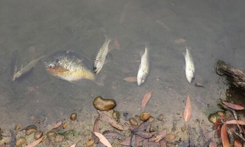 Something fishy at Evans Pond