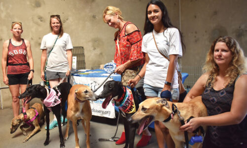 Greyhounds visit Newtopia Cyder