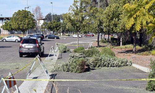 Recycle your Christmas tree