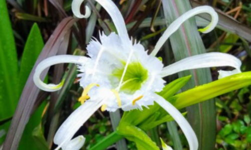 Experts are on 2020 Garden Club agenda