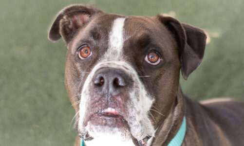 Pet of the Week: Rufus