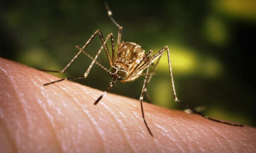 Mosquito positive for West Nile