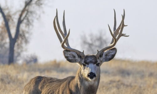 OH DEER! Deer Sightings