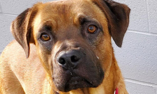 Pet of the Week: Hercules