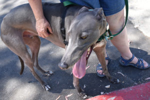 greyhound
