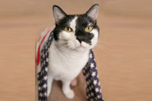 PatrioticCat