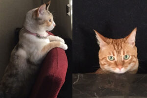ourcats