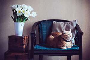 CatSpace1