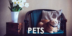 button_pets