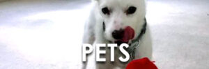 category_pets