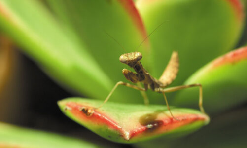 Scripps Ranch News Photo Showcase