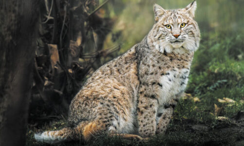 Bobcats and coyotes roam about