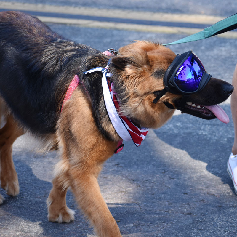 Parade makes a glorious return! San Diego Words and Pictures