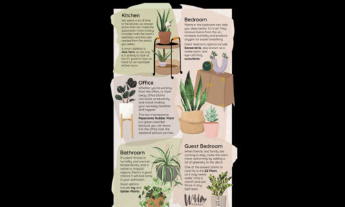 How and where to add indoor plants