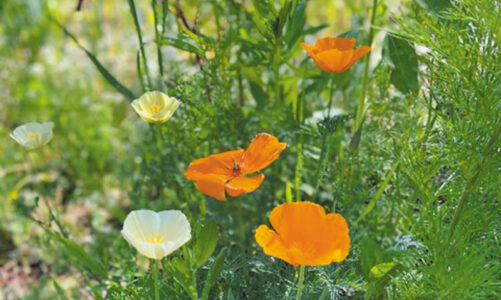 Master Gardener shares experience