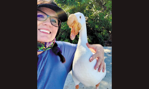 Picnic table dedicated to popular ‘therapy’ goose 