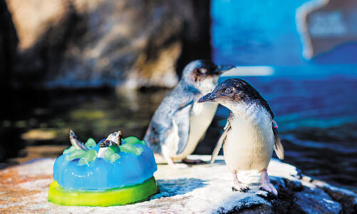 LITTLE BLUE PENGUINS