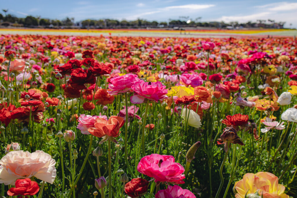 Flower Fields