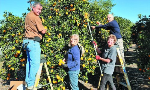 Volunteers glean fruit that would be wasted