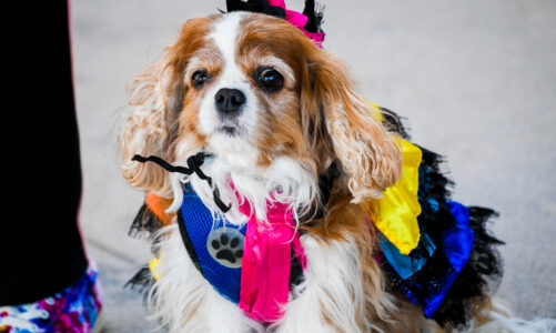 Furry friends highlight Halloween Pet Parade