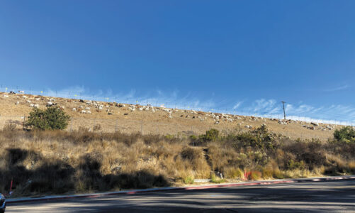 Goats clear brush near Lake Miramar