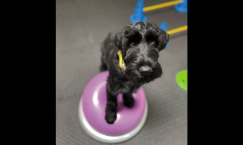 The inFURmary: San Diego’s First Veterinary Pain Management Center
