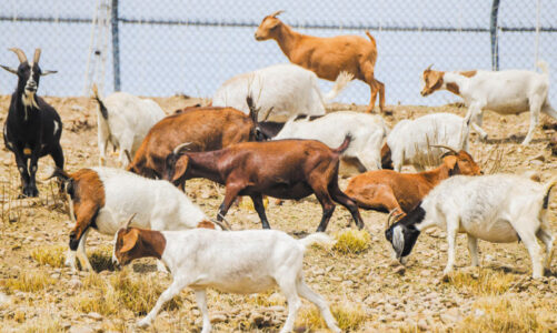 Living lawnmowers