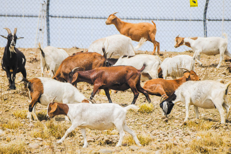 Living lawnmowers