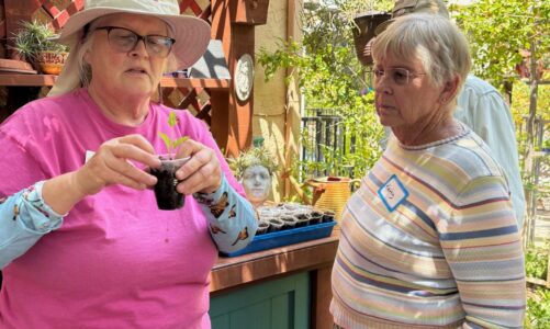 Garden tours celebrate the season
