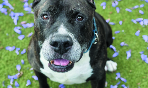 PET OF THE MONTH: Tiger
