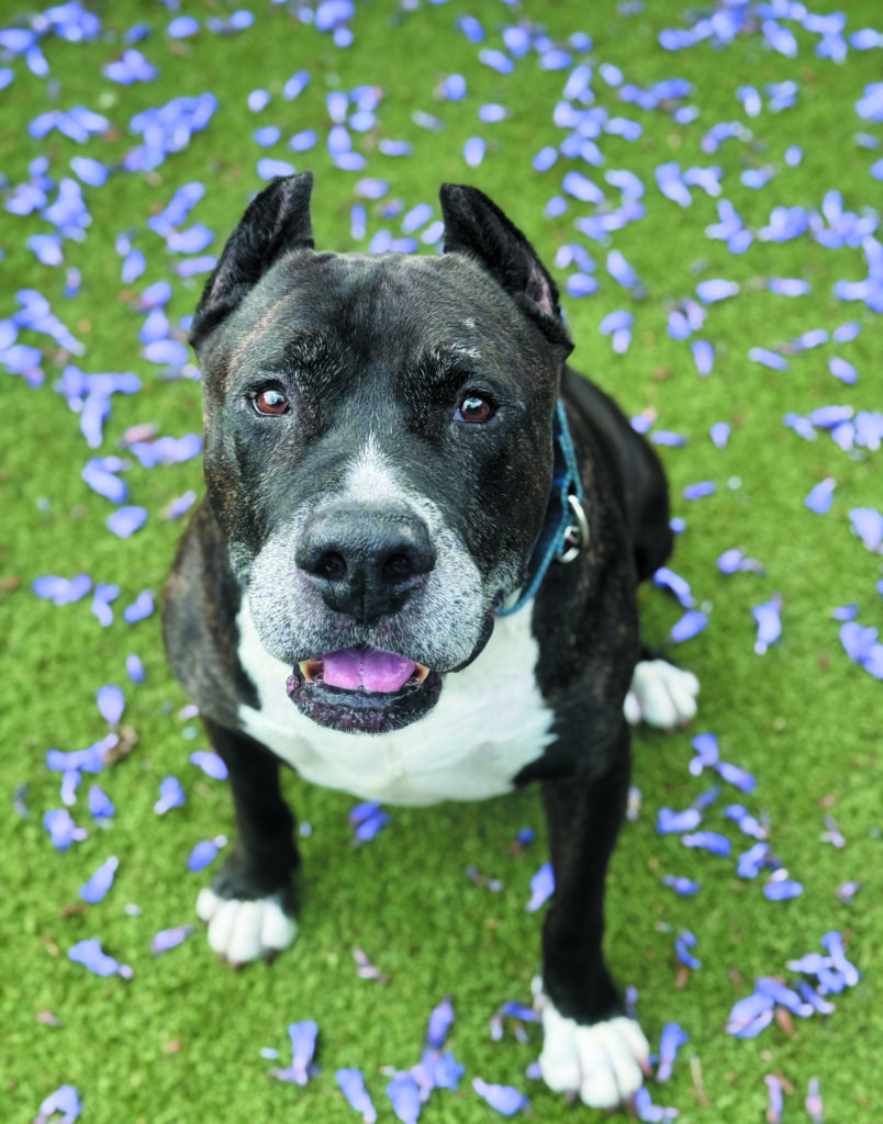 Pet of the month: Tiger